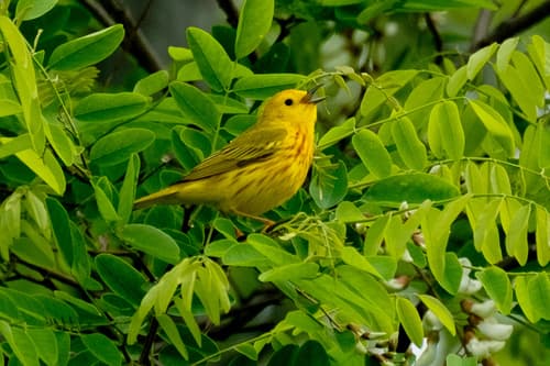 American Yellow Warbler