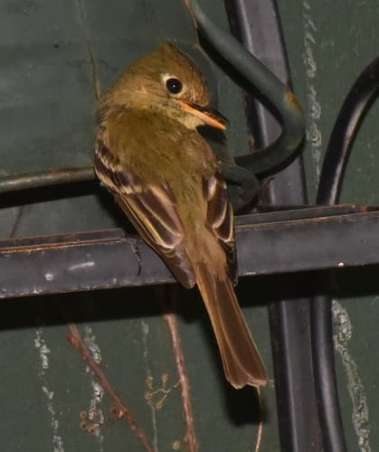 Western Flycatcher