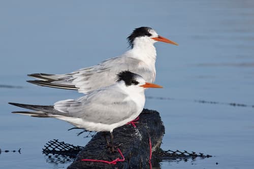 Elegant Tern