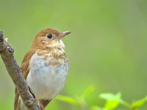Veery
