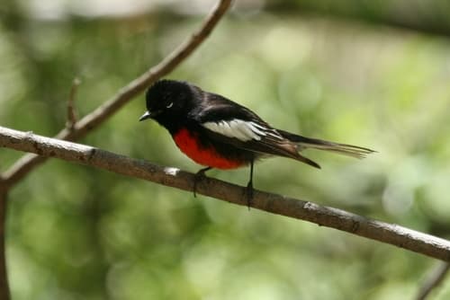 Painted Whitestart