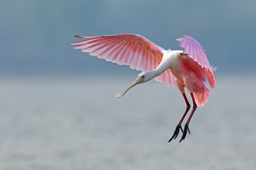 Roseate Spoonbill