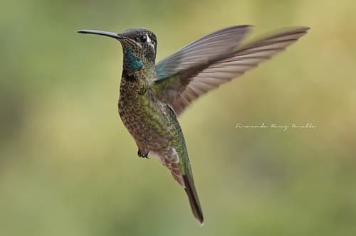 Rivoli's Hummingbird