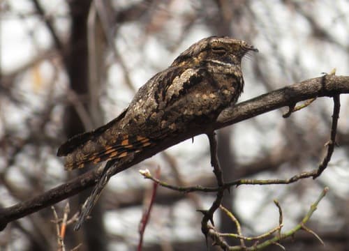 Eastern Whip-poor-will