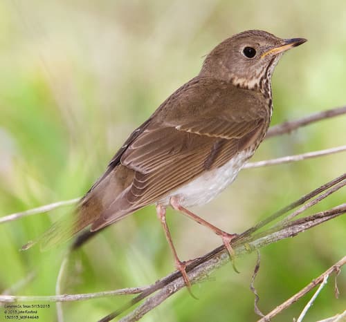 Grey-cheeked Thrush