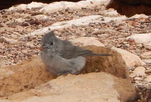 Juniper Titmouse