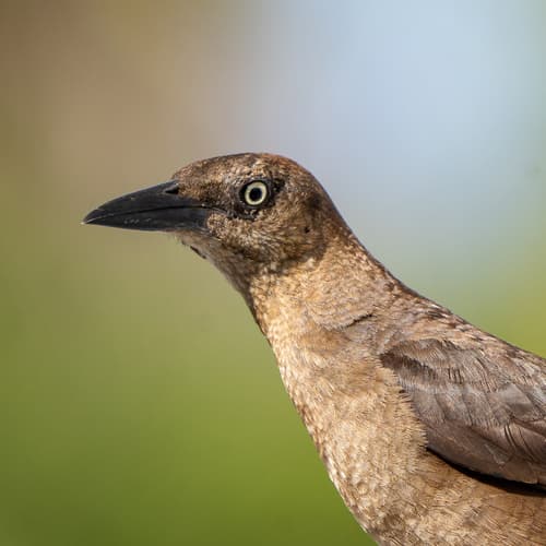 Great-tailed Grackle