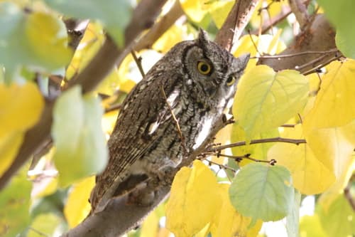 Western Screech Owl