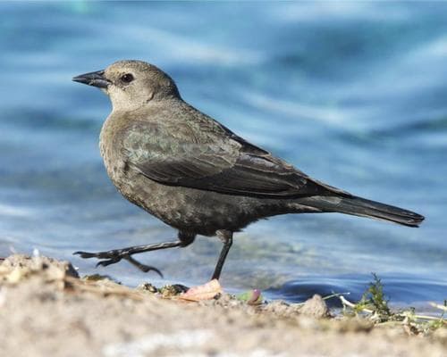 Brewer's Blackbird