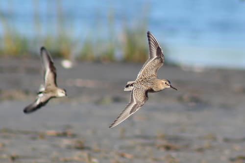 Baird's Sandpiper