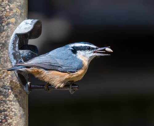 Red-breasted Nuthatch