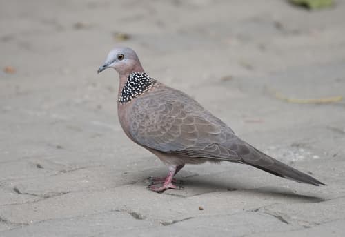 Spotted Dove