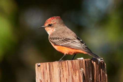 Scarlet Flycatcher