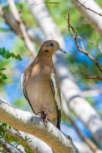 White-winged Dove