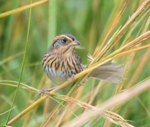 Saltmarsh Sparrow