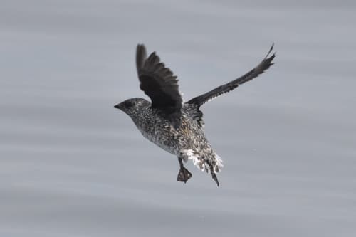 Kittlitz's Murrelet