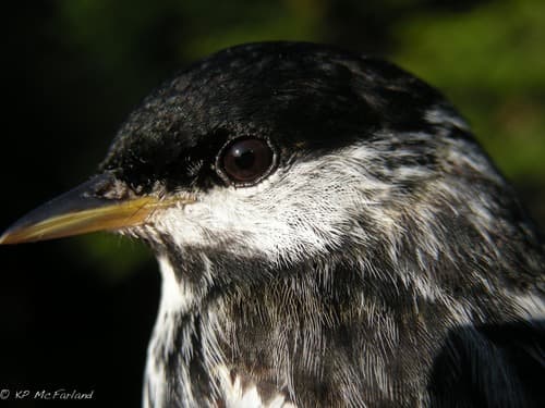 Blackpoll Warbler