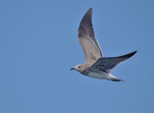 Laughing Gull