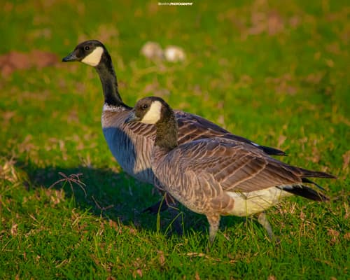 Cackling Goose