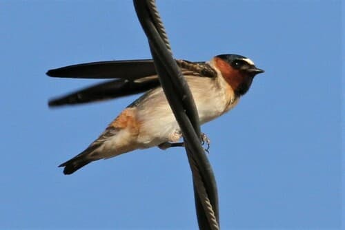 American Cliff Swallow
