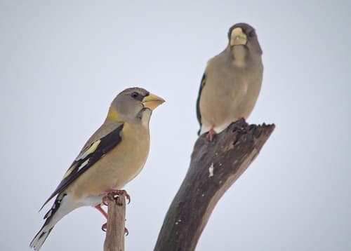 Evening Grosbeak