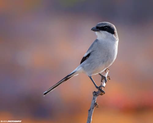 Loggerhead Shrike