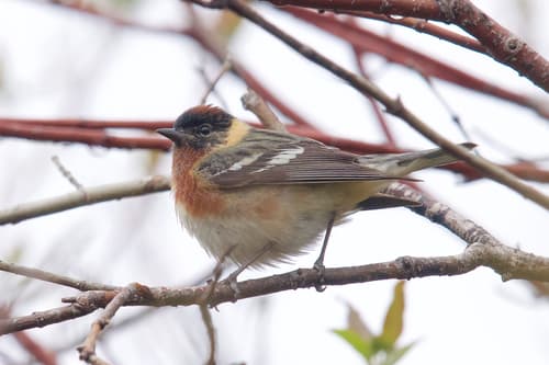 Bay-breasted Warbler