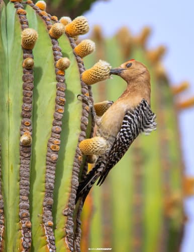 Gila Woodpecker