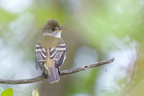 Willow Flycatcher