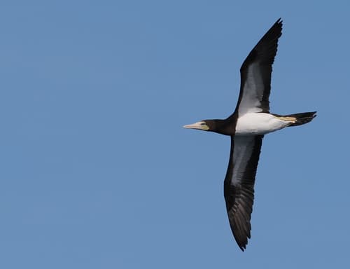 Brown Booby