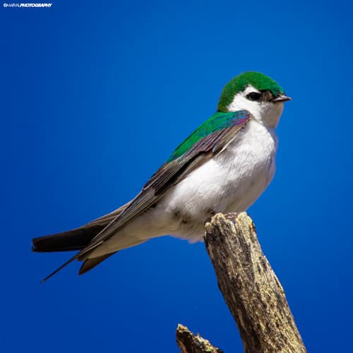 Violet-green Swallow