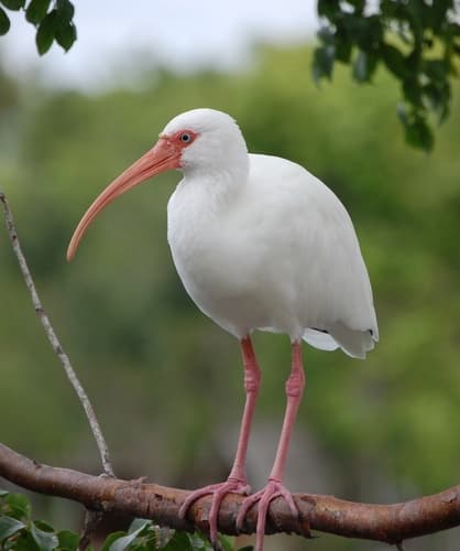 American White Ibis