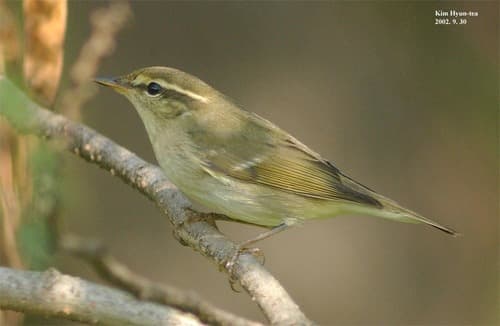 Arctic Warbler
