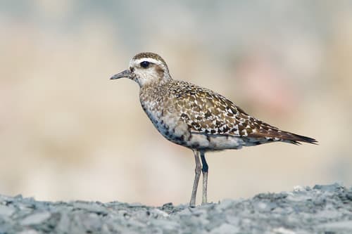 American Golden Plover