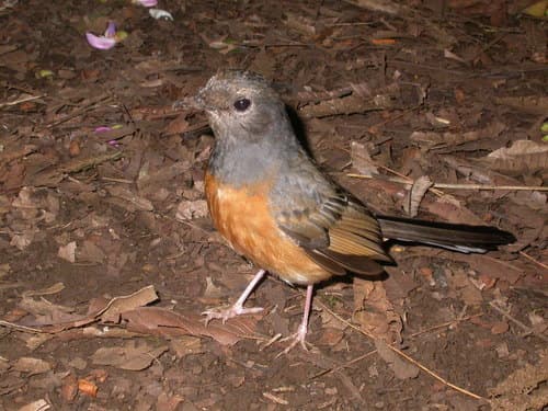 White-rumped Shama