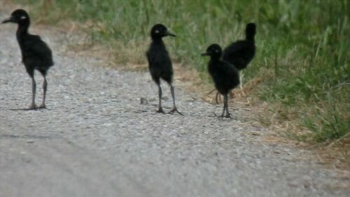 King Rail