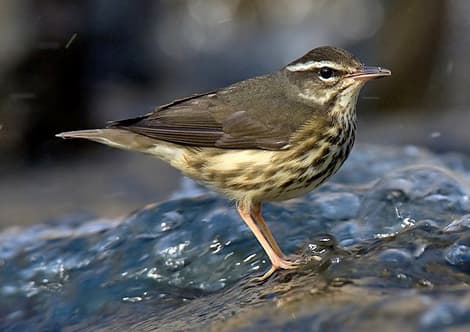 Louisiana Waterthrush