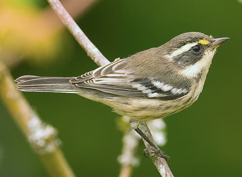 Black-throated Grey Warbler