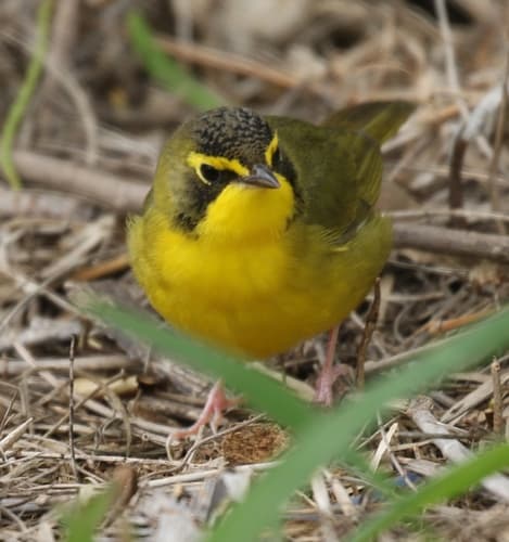 Kentucky Warbler