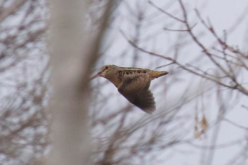 American Woodcock