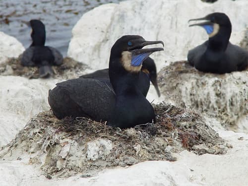 Brandt's Cormorant