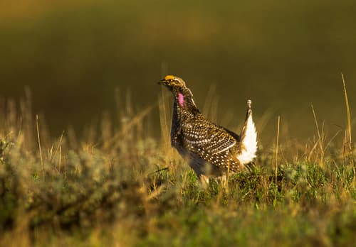 Sharp-tailed Grouse