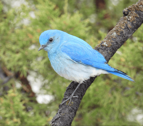 Mountain Bluebird