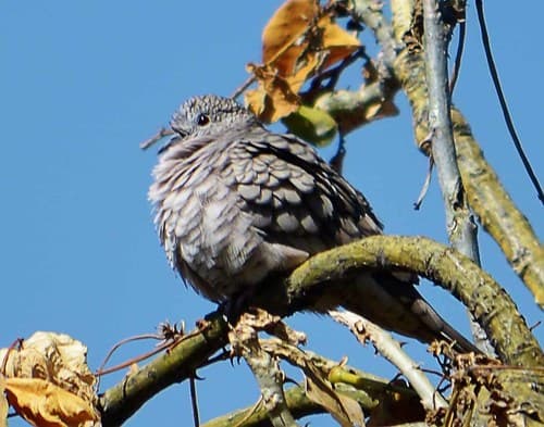 Inca Dove