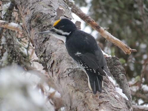 Black-backed Woodpecker