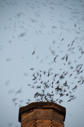 Vaux's Swift