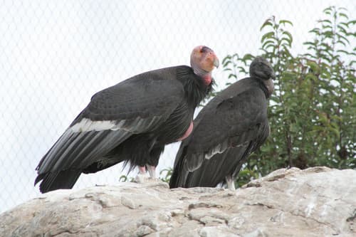 California Condor