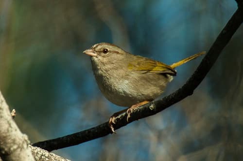 Olive Sparrow