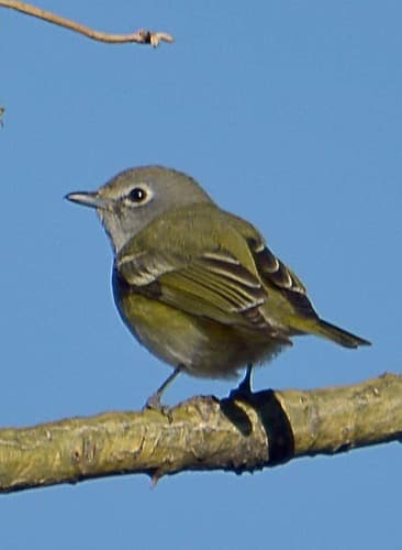 Cassin's Vireo