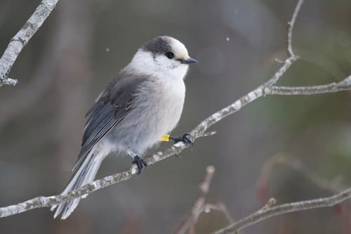 Canada Jay